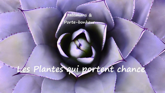 Quelles sont les plantes porte-bonheur qui attirent la chance ?
