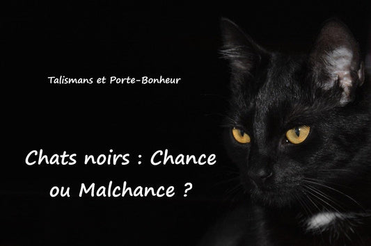 Les chats noirs portent-ils chance ou malchance ?