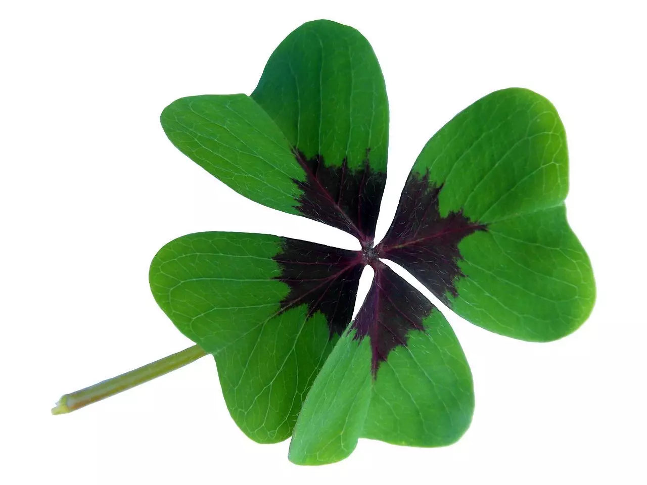 Trèfle à 4 feuilles Porte-bonheur